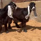 جفرتين وتيس