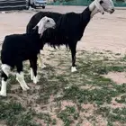 للبيع شاه نجديه كفوو