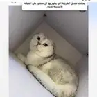 ذكر زواج سكوتش فولد انتاج بطل