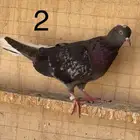 طبات 11 حبة مميزة