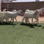 جفار مطورات خصصصم بتيسها