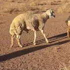 طلي حري من حلال سلطان الجعيد جذع مشروط