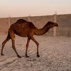 للبيع البكره الشعلاء المفروده والقعود المجهم المفرود