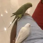 درة أنثىء متكلمة وأليفه