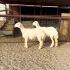 رخال حريات