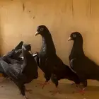 طبات قطايف