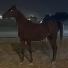 فرس واهوا اوراقها جاهزه للنقل البيع سمح 1500