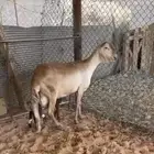 للبيع ساكليه متبع