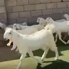 جفار مصرييه بيض