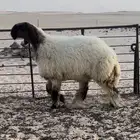 جذعات نعيم صنف