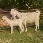 عنز خصم متبع بجفره فاخره