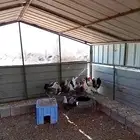 دجاج فيومي 12 دجاجه و2ديوك