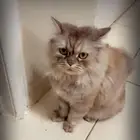 قطط للتبني برسوم