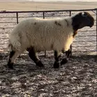 جذع صنف مشروع فحل