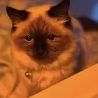 قطه هملايا