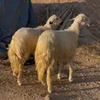 خرفان كرامات ولا مبدا