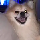 السلام عليكم عندي كلب ببريمون للبيع الكلب