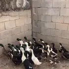 بط شرشيري
