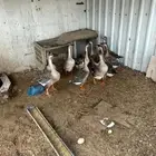 وز عراقي