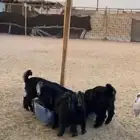 تيوس جفار للبيع
