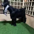 جذع عارضي صنف