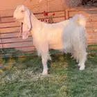 مطوره برصا مضرع