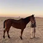 فرس