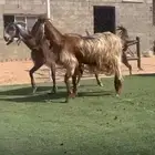 معزاء مشااريك طيبه