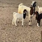 عنز