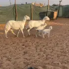 حريات وحده سدس وحده تامه شبب معها خرفان سلم وروم