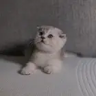 للبيع سكوتش فولد