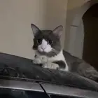 قطط تبني