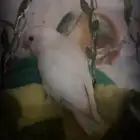 طير البينو مفقود عمره شهرين ابيض عيونه حمراء