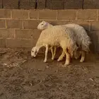رخال للبيع