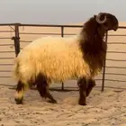 جذع صنف ادهم