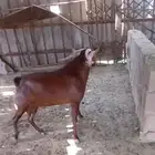 المجارده