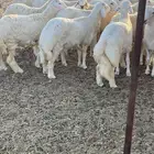 طليان حرية فاخرة .