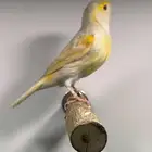 انثى ستنايت اصفر حجمها جدا ممتاز(( تم البيع ))