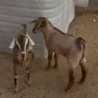 3 تيوس تربيه