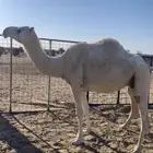 ناقة ام ثالث ضروبه