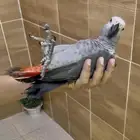فرخ كاسكو هدد
