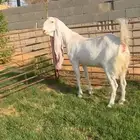 برصا دافع