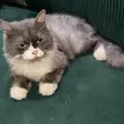 للبيع قطه و غير مطعم