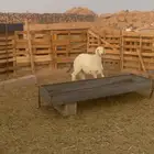 رخله حريه