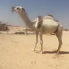 قعود جذع رماني عليه وسم بن شويه