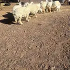 رخال مقاني مضاريع