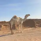 لقحة رمانية