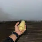بط ذكر ب 70