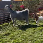 عنز جبره خصم متبع بجفره