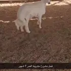 مشروع فحل عمره 7 شهور